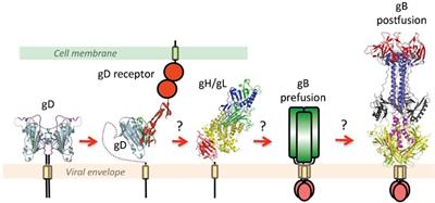 Herpes Simplex Virus Cell Entry Mechanisms: An Update